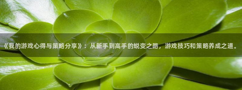 多彩娱乐什么意思：《我的游戏心得与策略分享》：从新手到高手的